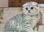 Bars - Scottish Fold Kitten For Sale - Brooklyn, NY, US