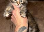 Violet - Maine Coon Kitten For Sale - Bushnell, IL, US