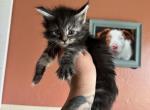 Timber - Maine Coon Kitten For Sale - Bushnell, IL, US