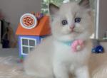 Seal bicolor boy - Ragdoll Kitten For Sale - Fontana, CA, US