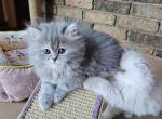 Brownie - Persian Kitten For Sale - Dallas, TX, US