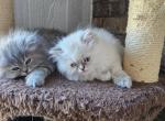 Tabby - Persian Kitten For Sale - Dallas, TX, US