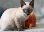 Jessie - Ragdoll Kitten For Sale - Kearneysville, WV, US