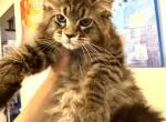 Pure Main Coon - Maine Coon Kitten For Sale - FL, US