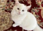 Ragdoll kitten - Ragdoll Kitten For Sale - Indian Trail, NC, US