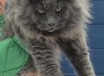 Giant European Maine Coons - Maine Coon Kitten For Sale - Miami, FL, US