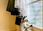 Jay - Siamese Kitten For Sale - McLean, VA, US