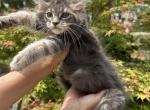 Huge Girl Blue Smoke Tabby - Maine Coon Kitten For Sale - Cookeville, TN, US