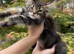 XxL Classic Tabby - Maine Coon Kitten For Sale - Cookeville, TN, US