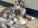 Ava - Maine Coon Cat For Sale - 
