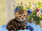 Portland Tosha Scottish Fold Kitten - Scottish Fold Kitten For Sale - Portland, OR, US