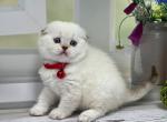 Portland Ilana Scottish Fold Kitty - Scottish Fold Kitten For Sale - Portland, OR, US