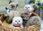 Iva Litter - Scottish Fold Kitten For Sale - Portland, OR, US