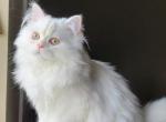 Ferdinand - Persian Cat For Sale - Jackson Township, NJ, US