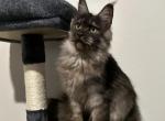 Coffee - Maine Coon Cat For Sale - 