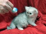 ChaCha x Dark Shadows second litter - Persian Kitten For Sale - 