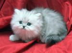 ChaCha x Dark Shadows second litter girl - Persian Kitten For Sale - Cedar Rapids, IA, US