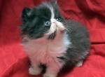 Guava x Mr Cuddles - Persian Kitten For Sale - Cedar Rapids, IA, US