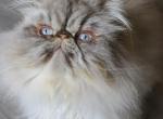 Neil - Himalayan Cat For Sale - Jackson Township, NJ, US