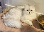 Hannah - Persian Cat For Sale - Las Vegas, NV, US