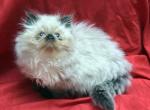 Fluffay x Mr Seal Point - Himalayan Kitten For Sale - Cedar Rapids, IA, US