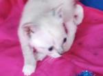 TEACUP Lynxpoint - Colorpoint Shorthair Kitten For Sale - Walterboro, SC, US