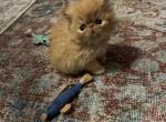 Long hair red and white male kitten - Persian Kitten For Sale - Dornsife, PA, US