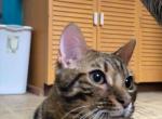 Cranberry - Bengal Kitten For Sale - Escanaba, MI, US
