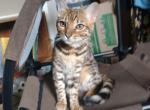 Hazelnut - Bengal Kitten For Sale - Escanaba, MI, US