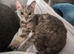 Little Girl - Bengal Cat For Adoption - Waukee, IA, US