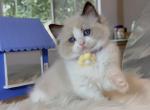 Seal bicolor male - Ragdoll Kitten For Sale - Fontana, CA, US