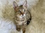 Milla - Savannah Kitten For Sale - 