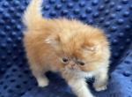 Red Persian - Persian Kitten For Sale - Clarksville, TN, US