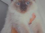 Juice - Ragdoll Kitten For Adoption - East Providence, RI, US