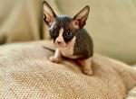 BiColor Female Candian Sphynx Tica - Sphynx Kitten For Sale - Chicago, IL, US