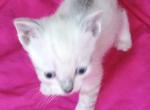 TEACUP SNOWSHOE LYNXPT - Siamese Kitten For Sale - Walterboro, SC, US