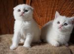 Donna - Scottish Fold Kitten For Sale - North Richland Hills, TX, US