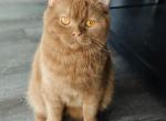 Michelle - British Shorthair Kitten For Sale - NJ, US