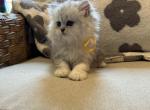 Shaded Silver Girl - Persian Kitten For Sale - Creighton, MO, US