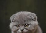 Brinti - Scottish Fold Kitten For Sale - 