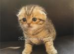 Goldy - Scottish Fold Kitten For Sale - New Prague, MN, US