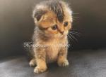 Blacky - Scottish Fold Kitten For Sale - New Prague, MN, US