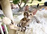 Chris - Savannah Kitten For Sale - 