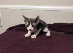 Buster - Devon Rex Kitten For Sale - 
