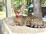 Elijah - Savannah Kitten For Sale - Bradenton, FL, US