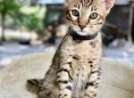 Panther - Savannah Kitten For Sale - Bradenton, FL, US