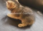 Knopa - Scottish Straight Kitten For Sale - New Prague, MN, US