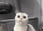 Silver scottish fold girl - Scottish Fold Cat For Sale - Minneapolis, MN, US