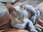 Brady - Devon Rex Kitten For Sale - Stanford, MT, US