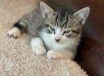 Knuckles - Domestic Kitten For Sale - Westfield, MA, US